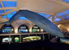 American Museum of Natural History